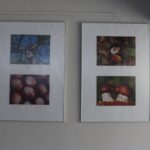 „Serca w przyrodzie” – wystawa fotografii Marty Wojewody
